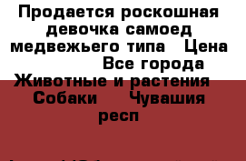 Продается роскошная девочка самоед медвежьего типа › Цена ­ 35 000 - Все города Животные и растения » Собаки   . Чувашия респ.